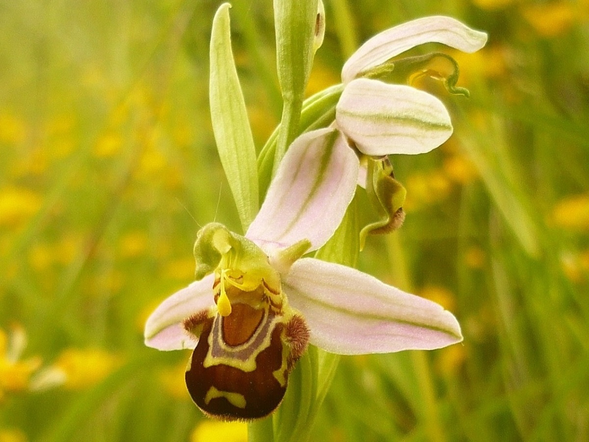 Ophrys apifera (Orchidaceae)